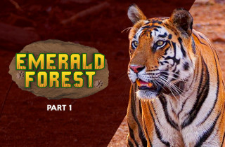 Emerald Forest (Part 1)