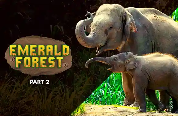 Emerald Forest (Part 2) Emerald Forest (Part 2)