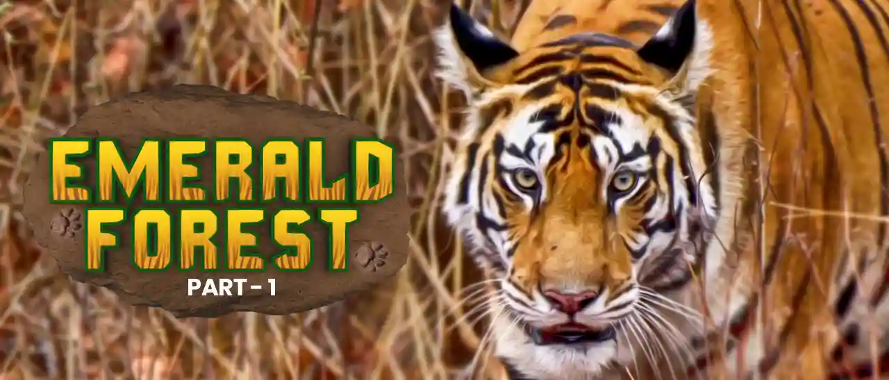 Emerald Forest (Part 1)