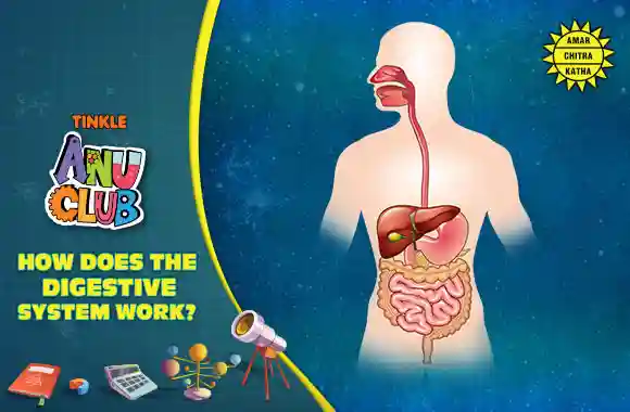 Food - How Does The Digestive System Work?