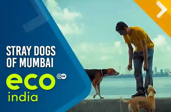 Stray Dogs Of Mumbai