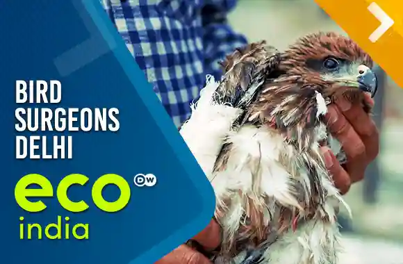 Bird surgeons Delhi