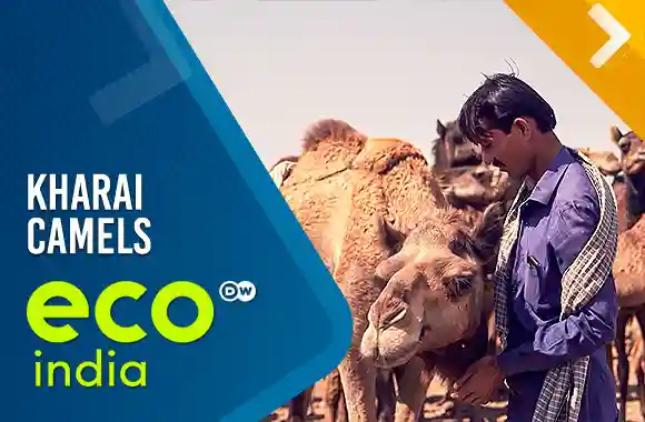 Kharai Camels