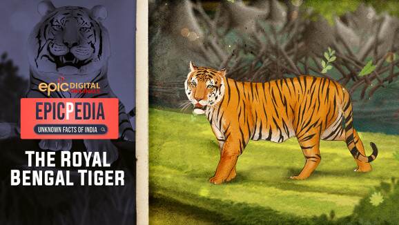 EP 4 - Royal Bengal Tiger