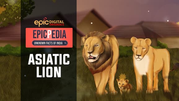 EP 7 - Asiatic Lion
